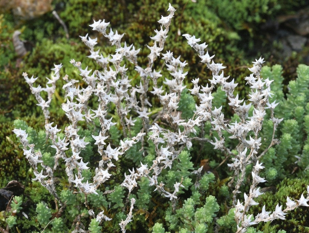 Weiß Sedum Acre Blumensamen zur Aussaat pflegeleicht Traditionssorte & ohne Gentechnik Samen Hausgarten