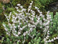 Weiß Sedum Acre Blumensamen zur Aussaat pflegeleicht Traditionssorte & ohne Gentechnik Samen Hausgarten