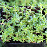 Grün Sedum Album Blumensamen zur Aussaat – Halbschatten verträglich – Traditionssorte & ohne Gentechnik Samen Hausgarten