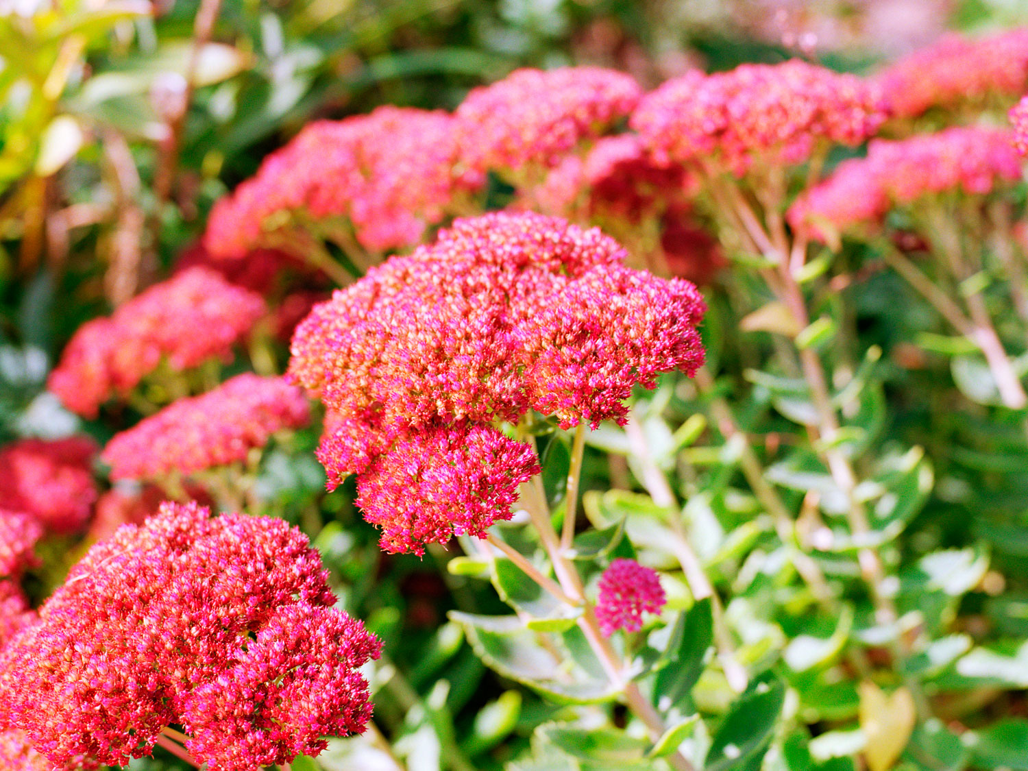 Gemischt Sedum Blumensamen zur Aussaat – Schnitt Blume beliebt – Traditionssorte & ohne Gentechnik Samen Hausgarten