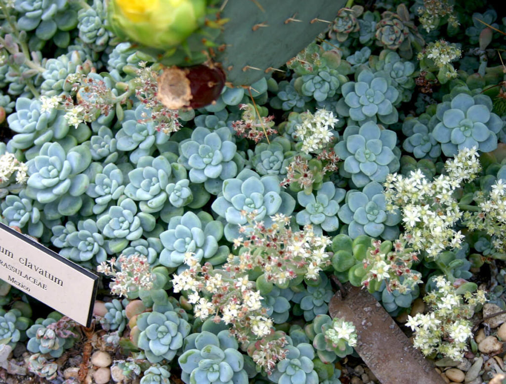 Himmelblau Succulent Blumensamen zur Aussaat – Drought verträglich – Traditionssorte & ohne Gentechnik Samen Hausgarten
