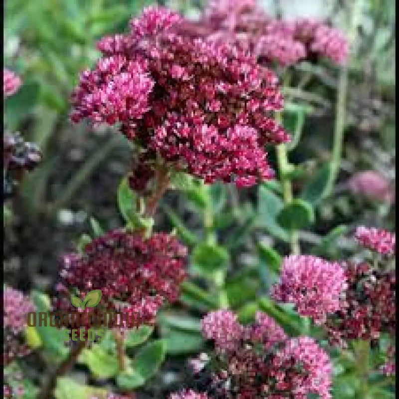 Sedum emperors blume samen for anpflanzung - fragrant blossoms, heirloom & gmo free samen for home garten
 
 sale samen for home garten