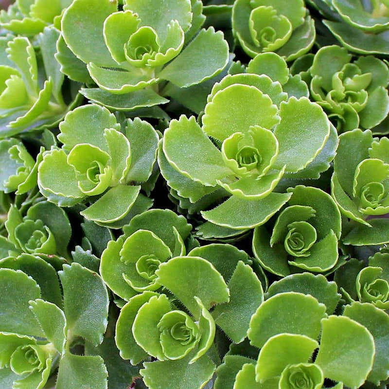 Spurium blume samen for anpflanzung easy to grow heirloom & gmo free samen for home garten 
 
 sale for anpflanzung in home garten