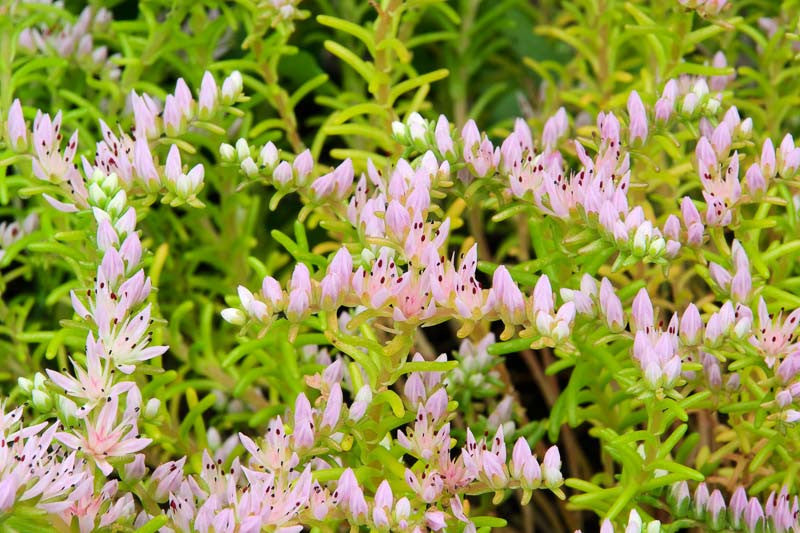Rosa Grün Sedum Seastar Blumensamen zur Aussaat Bestäuber freundlich Traditionssorte & ohne Gentechnik Samen Hausgarten