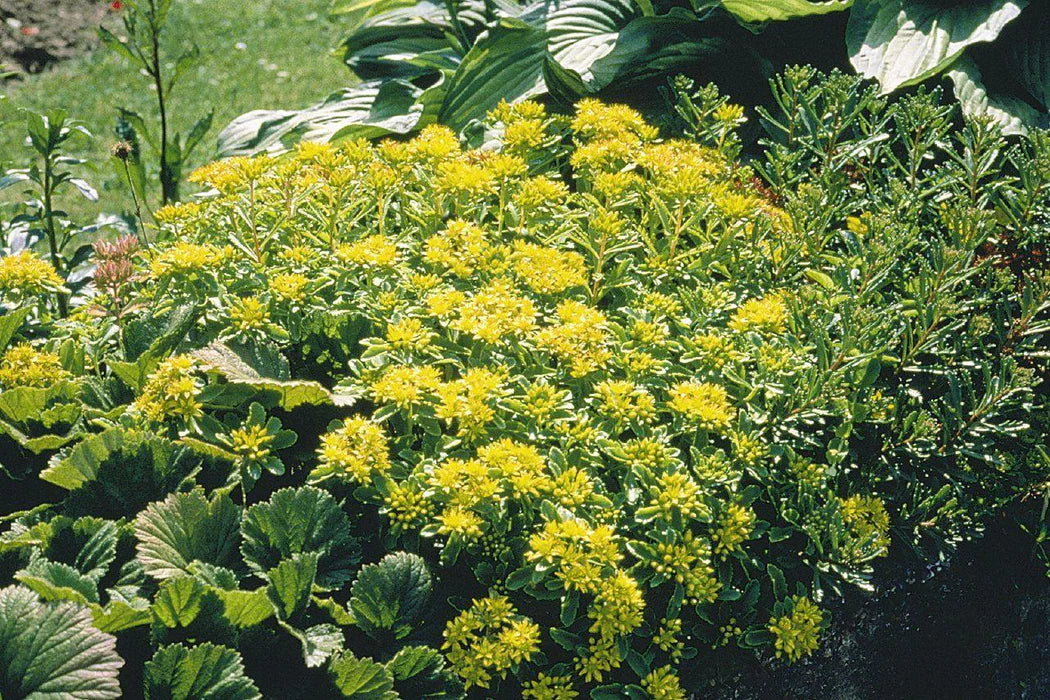 Sedum Blumensamen zur Aussaat – farbenfroh Schau Traditionssorte & ohne Gentechnik Samen Hausgarten