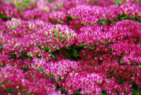 Sedum Spurium Blumensamen zur Aussaat – Anzucht – Traditionssorte & ohne Gentechnik Samen Hausgarten