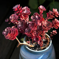 Sedum Dragons Blood Groundcover Blumensamen zur Aussaat – kompakt Wuchs – Traditionssorte & ohne Gentechnik Samen Hausgarten