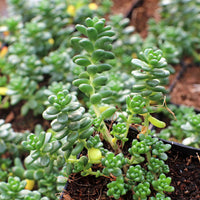 Grün Sedum Album Blumensamen zur Aussaat – Halbschatten verträglich – Traditionssorte & ohne Gentechnik Samen Hausgarten