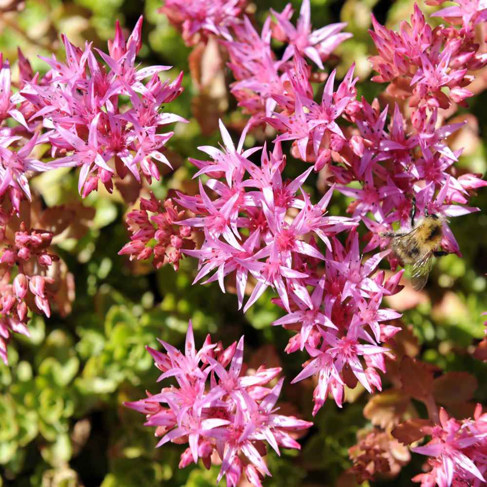 Lila sedum blume samen for anpflanzung cottage garten essential heirloom & gmo free samen for home garten
 
 sale samen for home garten anpflanzung