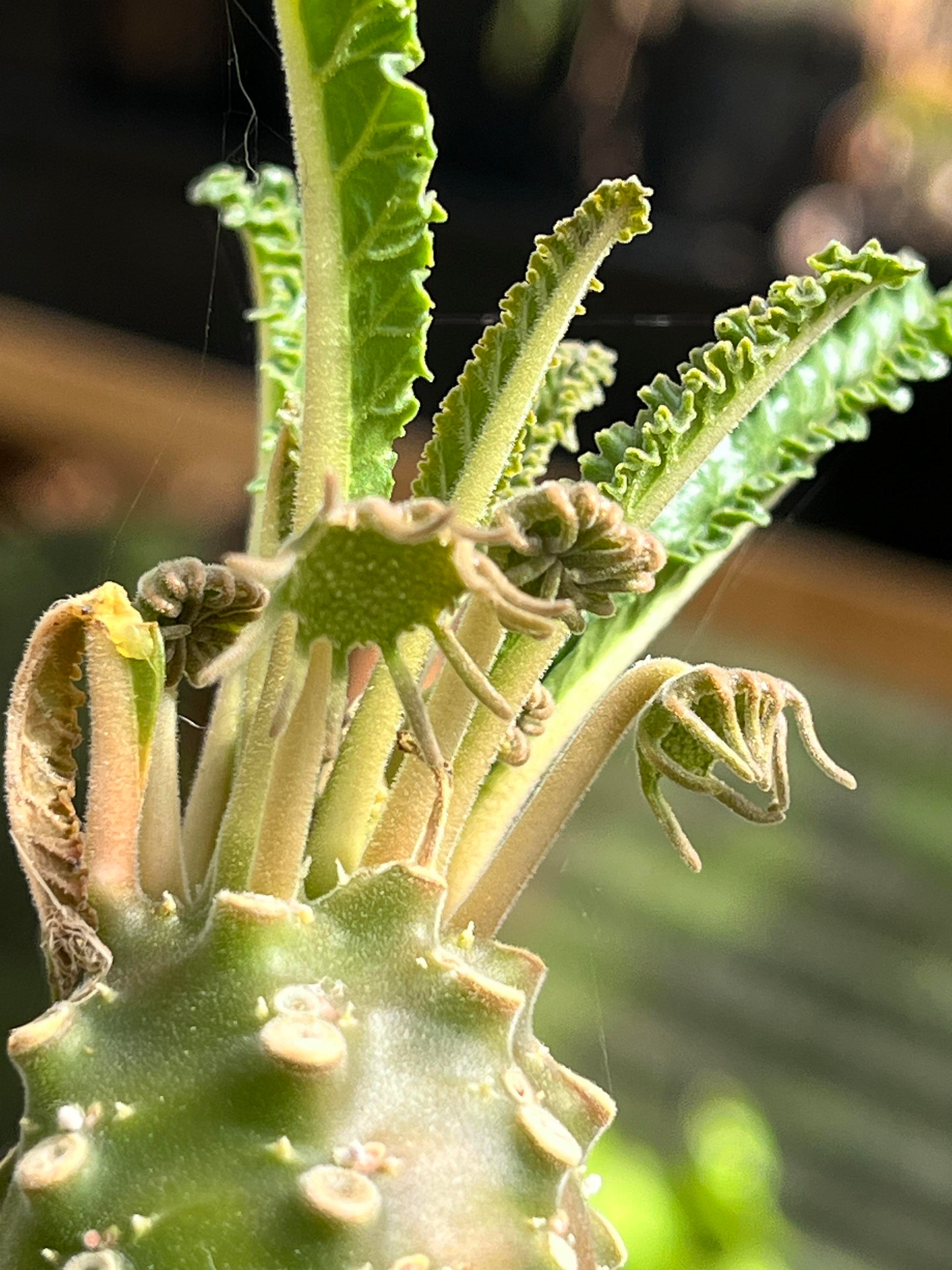Dorstenia Lavrano Blumensamen zur Aussaat pflegeleicht Traditionssorte & ohne Gentechnik Samen Hausgarten