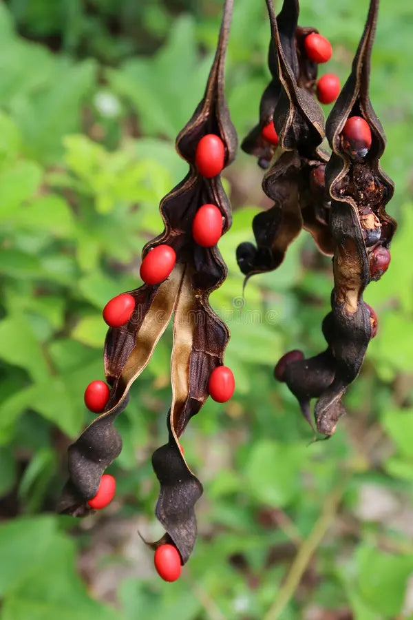 Coral Bean Blumensamen – Traditionssorte ohne Gentechnik Blüten leuchtend Hausgarten Aussaat