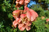 Rot Koelreuteria Blumensamen zur Aussaat – robust Sorte – Traditionssorte & ohne Gentechnik Samen Hausgarten