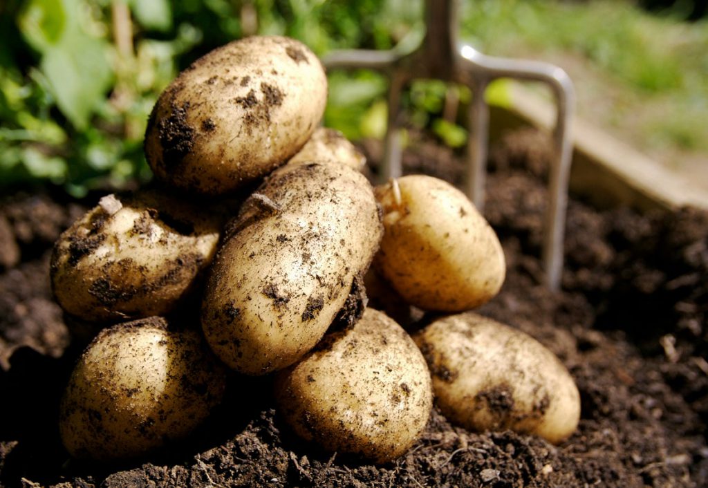 Potato Samen for Home Gardening and Planting