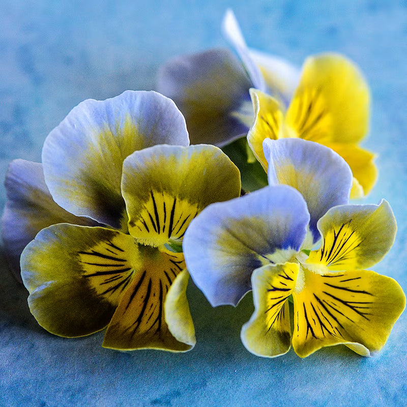 Miniola Aqua-Herz Bi- Veilchen mehrjährige Blumensamen farbenfroh Garten Blüten