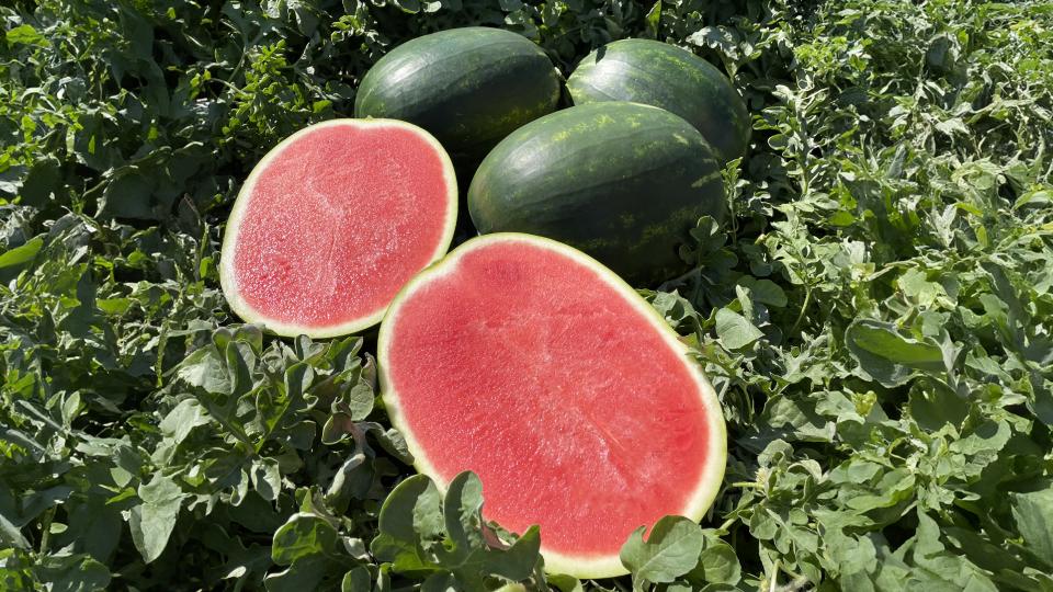 Seedless watermelon pflanzen gezogen aus garten samen