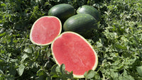 Seedless watermelon pflanzen gezogen aus garten samen