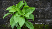 Grün Balsamifera Blumensamen zur Aussaat – Halbschatten verträglich – Traditionssorte & ohne Gentechnik Samen Hausgarten