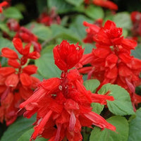 Enana Roja Blumensamen zur Aussaat – pflegeleicht – Traditionssorte & ohne Gentechnik Samen Hausgarten