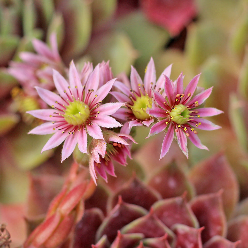 Sempervivum Blumensamen zur Aussaat Samen robust Succulent Wuchs