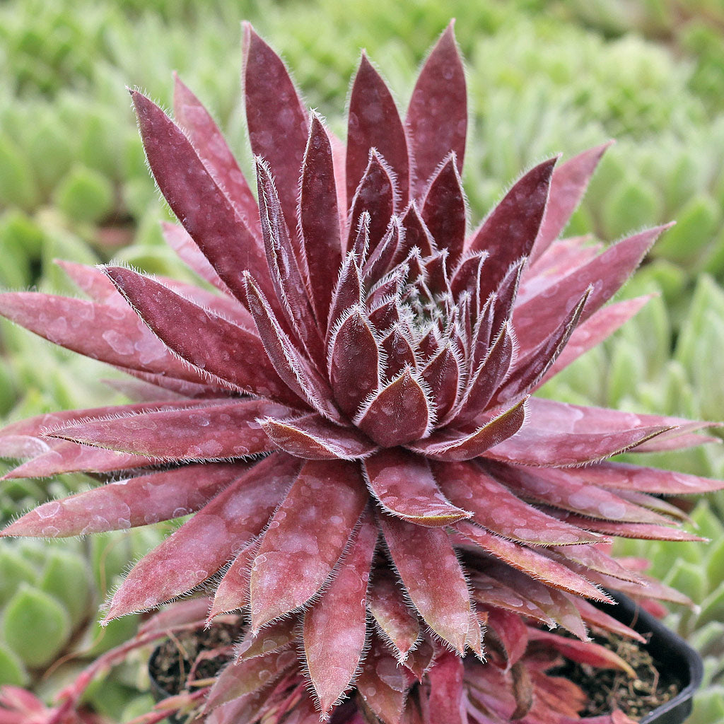 Sempervivum Blumensamen zur Aussaat Samen robust Succulent Wuchs
