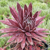 Sempervivum Blumensamen zur Aussaat – leuchtend – Traditionssorte & ohne Gentechnik Samen Hausgarten