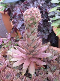 Sempervivum Blumensamen zur Aussaat Samen robust Succulent Wuchs