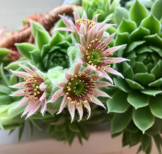 Gemischt Sempervivum Blumensamen zur Aussaat – Bestäuber freundlich – Traditionssorte & ohne Gentechnik Samen Hausgarten