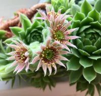 Gemischt Sempervivum Blumensamen zur Aussaat – Bestäuber freundlich – Traditionssorte & ohne Gentechnik Samen Hausgarten