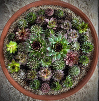 Gemischt Sempervivum Blumensamen zur Aussaat – lang Blüte Saison – Traditionssorte & ohne Gentechnik Samen Hausgarten