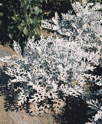 Silver Chandelier Samen zur Aussaat – Traditionssorte ohne Gentechnik Landhaus Garten wichtig biologisch Garten Samen Keimung
