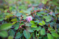 Planting Samen: Green Mimosa Pudica