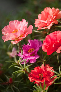 Gemischt Rose Portulaca Samen zur Aussaat – leuchtend Blumen