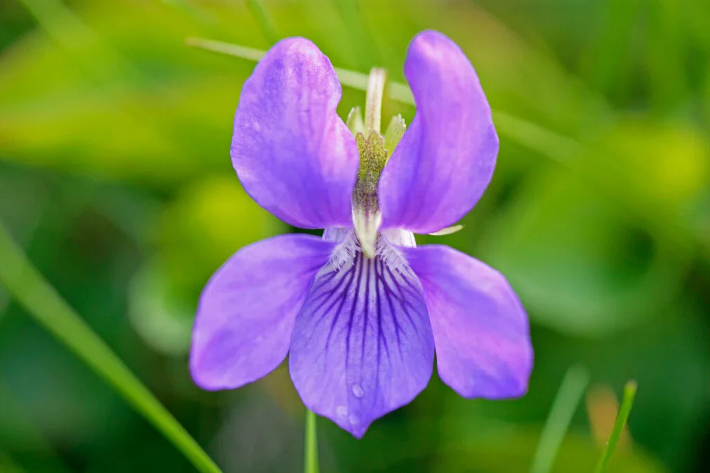 Veilchen Odorata Blumensamen zur Aussaat Bestäuber freundlich Traditionssorte & ohne Gentechnik Samen Hausgarten