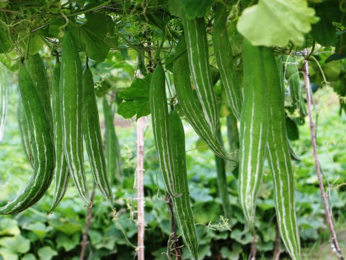 Serpentgourd snake cucumber samen für aussaat