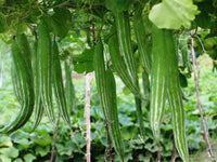 Serpentgourd snake cucumber samen für aussaat