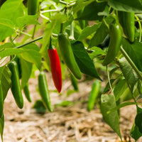 Mixed Serrano Chili Samen for Home Gardening