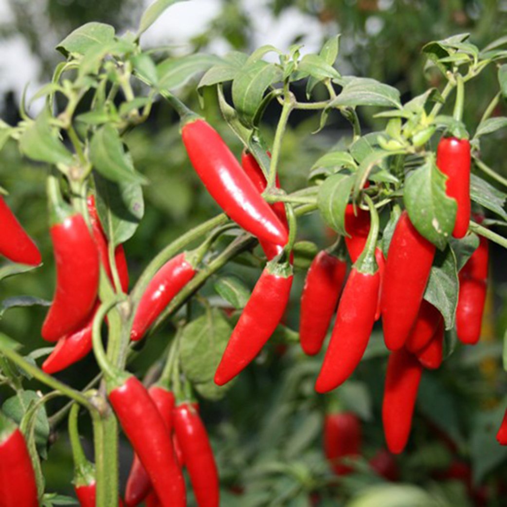 Vigorous serrano pepper pflanze gezogen aus samen