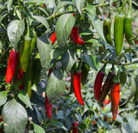 Serrano pepper samen für aussaat in home gardens