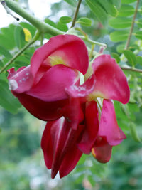 Sesbania Grandiflora Blumensamen zur Aussaat duftend Blüten Traditionssorte & ohne Gentechnik Samen Hausgarten
