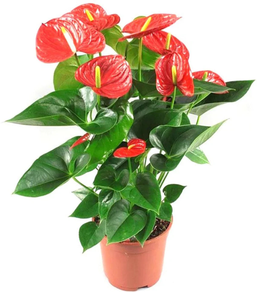 Heirloom (heirloom anthurium) samen for anpflanzung in home garten