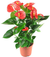 Heirloom (heirloom anthurium) samen for anpflanzung in home garten