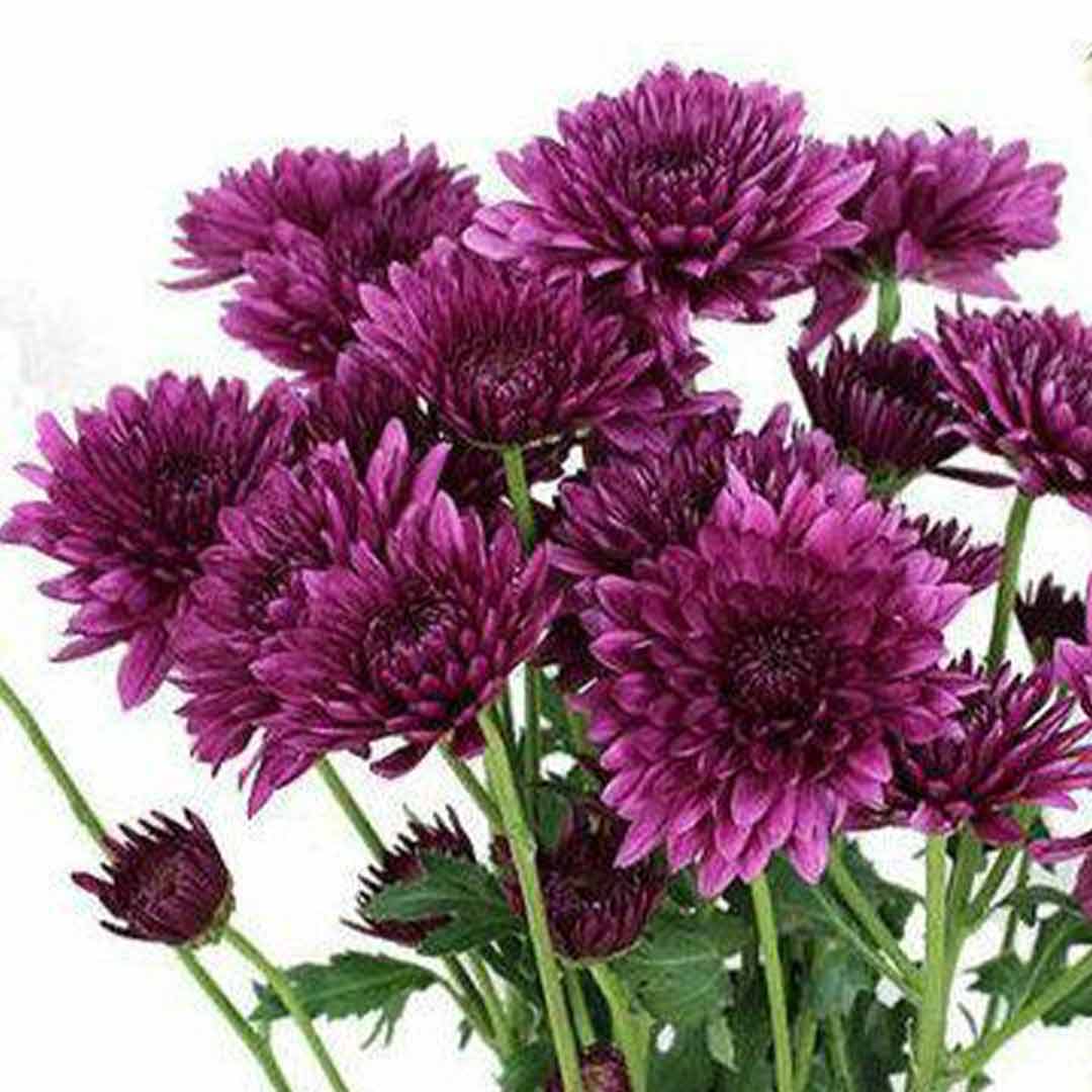 tief Lila Chrysantheme Blumensamen zur Aussaat – Bestäuber freundlich – Traditionssorte & ohne Gentechnik Samen Hausgarten