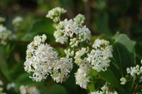 Weiß Sevenson Blumensamen zur Aussaat – Wildblume Mischung – Traditionssorte & ohne Gentechnik Samen Hausgarten