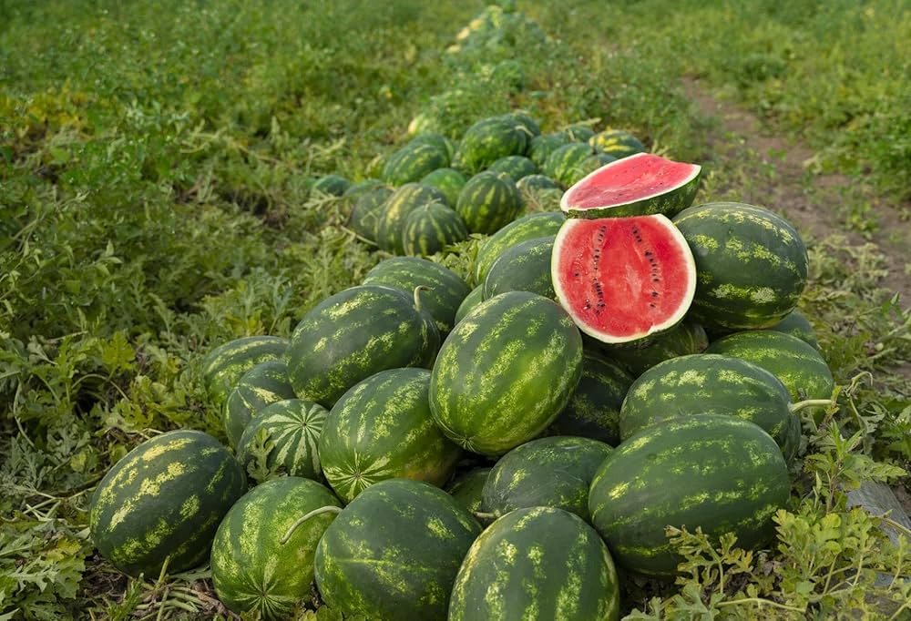 Japanese icebox watermelon gezogen aus sf184 hime kansen samen
