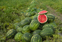 Japanese icebox watermelon gezogen aus sf184 hime kansen samen