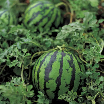 Sf184 hime kansen watermelon samen für japanese icebox watermelon wachsend