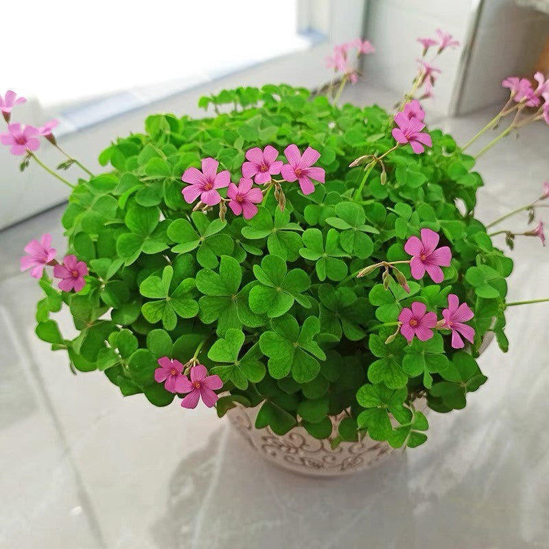 Clover (clover blume) samen for anpflanzung in home garten