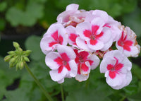 Rot & Weiß Geranie Blumensamen zur Aussaat – leuchtend – Traditionssorte & ohne Gentechnik Samen Hausgarten