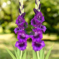 Lila Gelb Gladiole Blumensamen zur Aussaat saisonal Dauerblüher Traditionssorte & ohne Gentechnik Samen Hausgarten