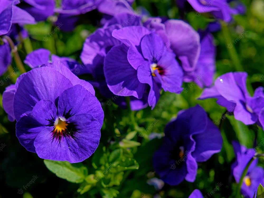Shade-loving viola samen für garten flowers